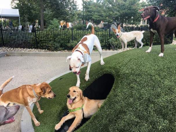 Dog park at Washington Park