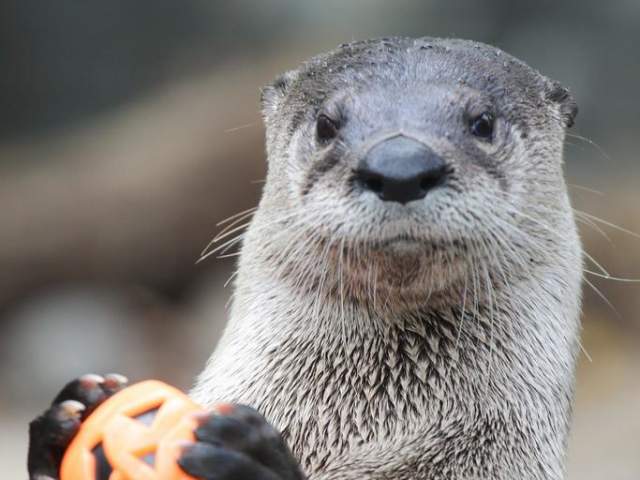 Cincinnati Zoo HallZOOween (photo: Mark Dumont)