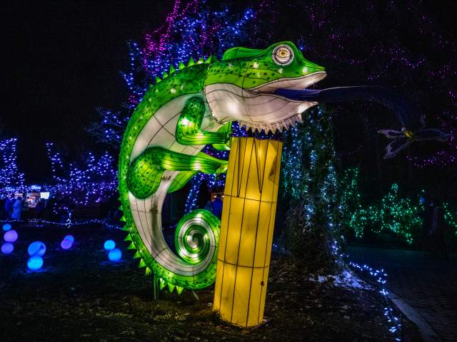 Image is of a lit up lizard decoration at night.