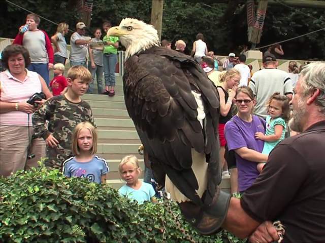 A zookeeper has a Bald Eagle on his arm, speaking to a group at the zoo.