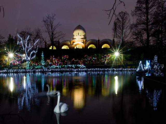 Swan Lake during Festival of Lights at Cincinnati Zoo