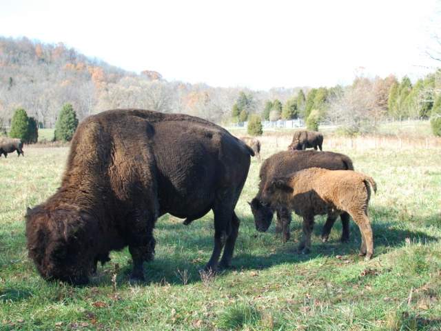 Bison at Big Bone Lick State Historic Site (Photo: Erin Woiteshek)