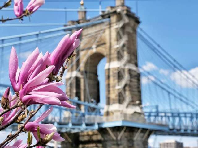 Image is of a purple flower blooming in spring with the Roebling bridge in the background.