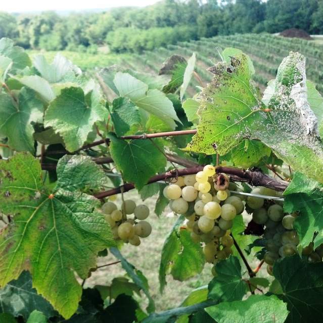 wineries and vineyards located in Cincinnati
