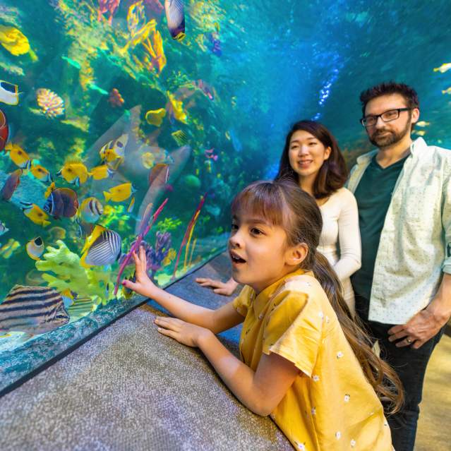 Young couple and child watch tropical fish at the Newport Aquarium
