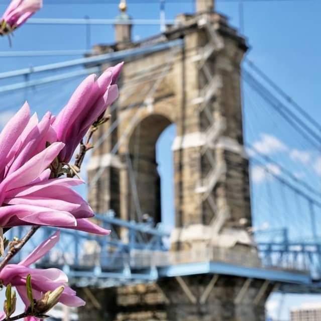 Image is of a purple flower blooming in spring with the Roebling bridge in the background.
