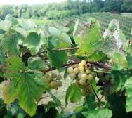 Vinoklet Winery and Restaurant