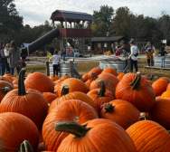 Image is of pumpkins in the foreground and kids and parents playing in the background.