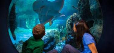 Kids_SharkRay_BubbleWindow