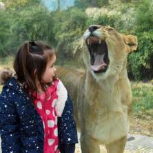 A female lion yawns widely as a little girl stands in front of the exhibit's glass