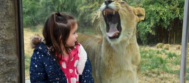 A female lion yawns widely as a little girl stands in front of the exhibit's glass