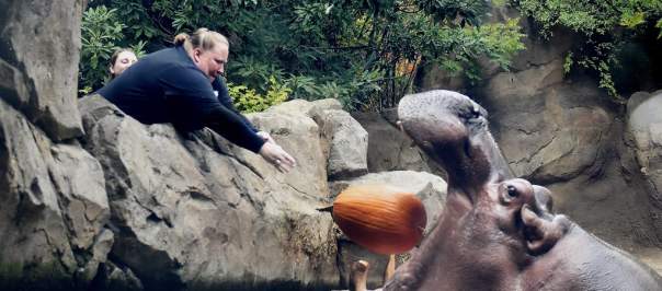 A zookeeper tosses an entire pumpkin into Fiona the hippo's open mouth