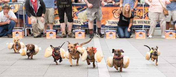 Several dachshunds in hot dog costumes race down a street with a cheering crowd in the background at Oktoberfest Zinzinnati.