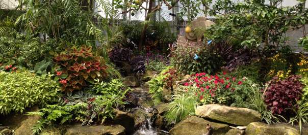Many plants and flowers surround a water feature in Krohn Conservatory