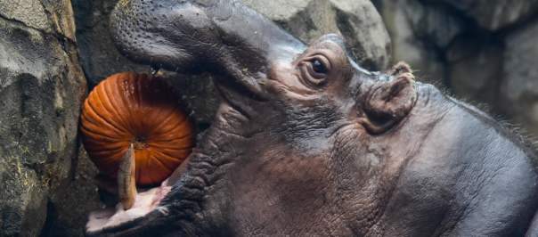 Cincinnati Zoo Photo: @lphubbard