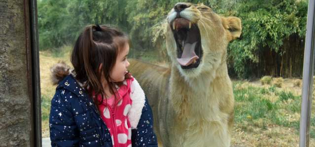 A female lion yawns widely as a little girl stands in front of the exhibit's glass