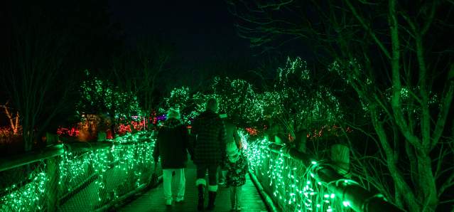 Image is of a family of three walking across a bridge at the Cincinnati Zoo lit up with holiday lights.