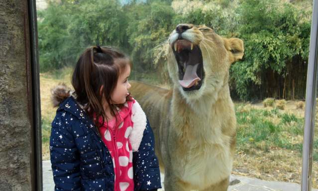 A female lion yawns widely as a little girl stands in front of the exhibit's glass