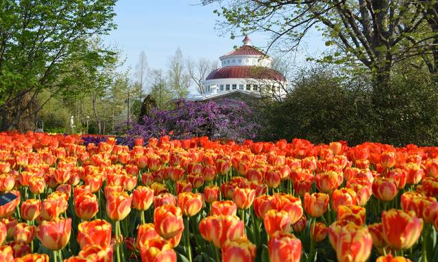 Cincinnati Zoo Zoo Blooms Tulips