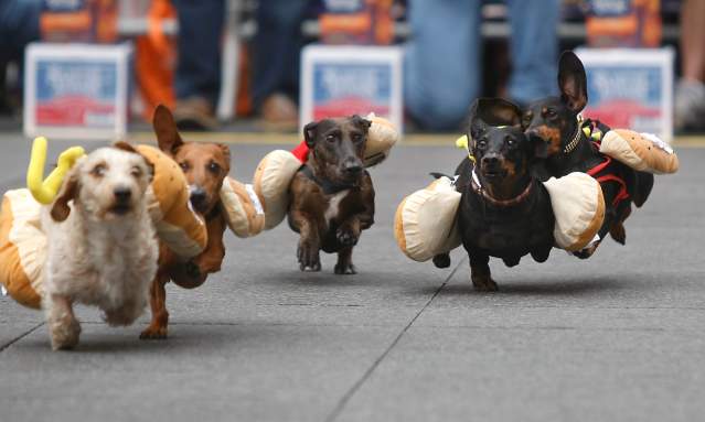 Four dachsunds dressed up as hot dogs racing in the Running of the Wienerdogs at Oktoberfest Zinzinnati