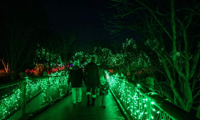 Image is of a family of three walking across a bridge at the Cincinnati Zoo lit up with holiday lights.