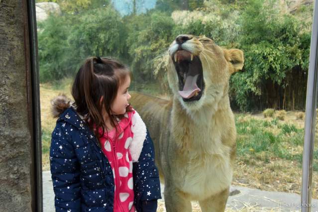 A female lion yawns widely as a little girl stands in front of the exhibit's glass