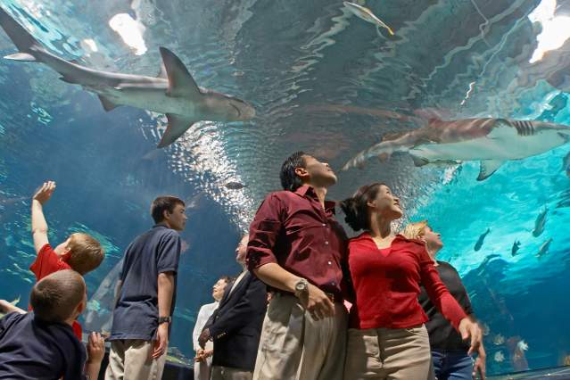 Newport Aquarium