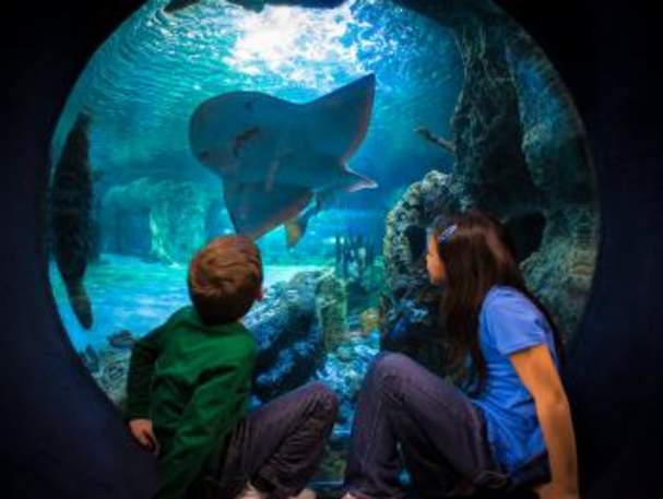 Kids_SharkRay_BubbleWindow