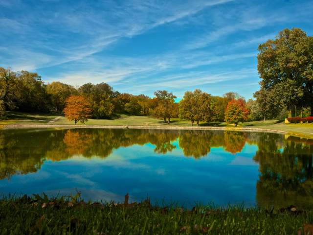 Trees sit in a row against a bright blue sky. A still pond reflects the trees and sky.