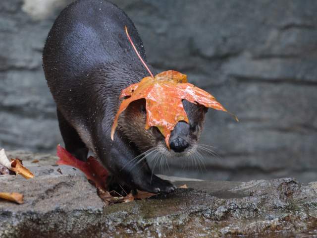 An otter at the Cincinnati Zoo plays in the water with a fall-colored leaf on its head