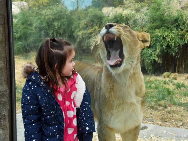 A female lion yawns widely as a little girl stands in front of the exhibit's glass