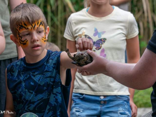 A little boy with his face painted pets a turtle at the Cincinnati Zoo