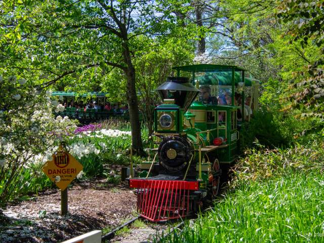 The train at the Cincinnati Zoo carries a load of passengers through blooming flowers and shrubs