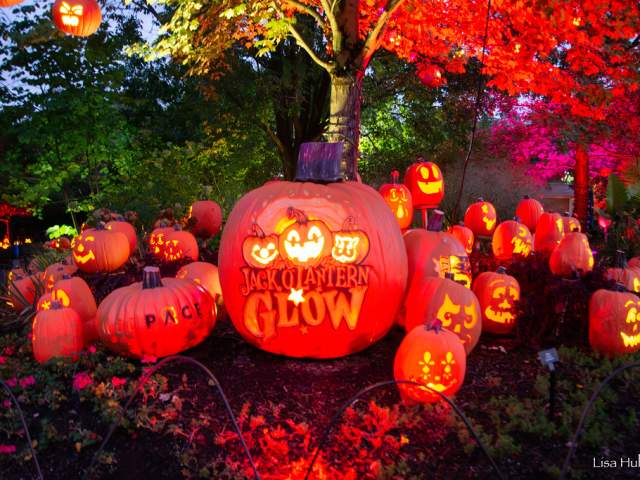 A bunch of carved jack-o-lanterns are lit up outside of the Cincinnati Zoo