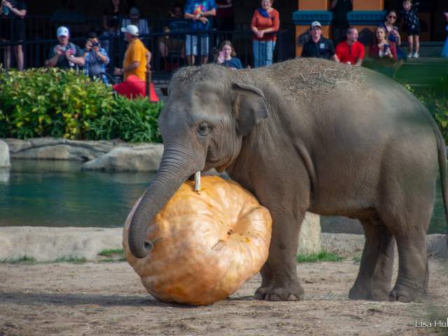 An elephant at the Cincinnati Zoo rolls an enormous pumpkin along the ground with its trunk