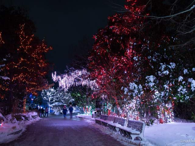 A snowy sidewalk at the Cincinnati Zoo that is illuminated by holiday string lights.