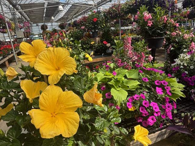 A greenhouse at Blooms & Berries full of lush plants for sale