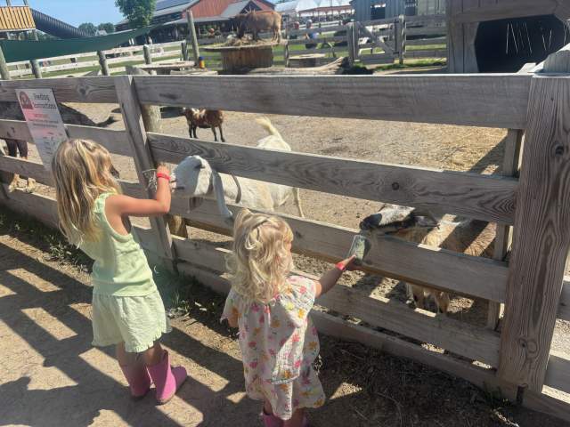 Children feeding goats at the Blooms & Berries Petting Farm