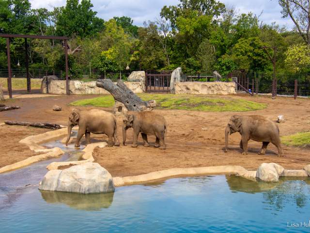 Three elephants interact at the Cincinnati Zoo