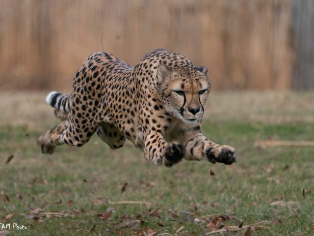 A cheetah runs at full speed at the Cincinnati Zoo