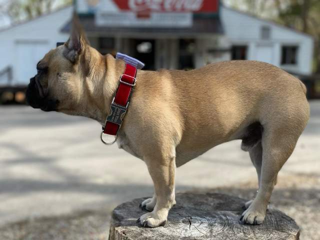 mayor of rabbit hash, ky., canine wilbur beast