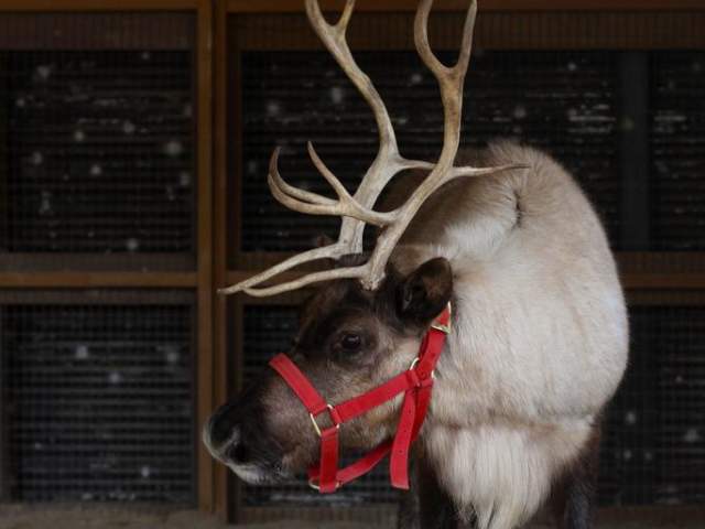 Reindeer at Festival of Lights at Cincinnati Zoo