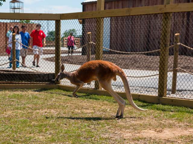 A kangaroo hops around its enclosure at the Ararat Ridge Zoo at the Ark Encounter.