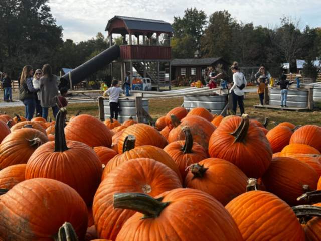 Image is of pumpkins in the foreground and kids and parents playing in the background.