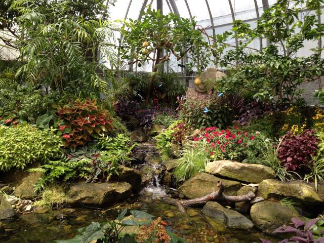 Many plants and flowers surround a water feature in Krohn Conservatory