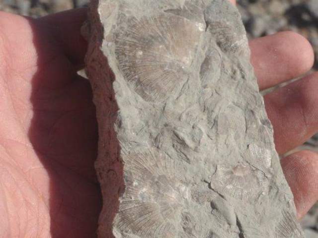 Trammel Fossil Park (photo: Terri Weeks)