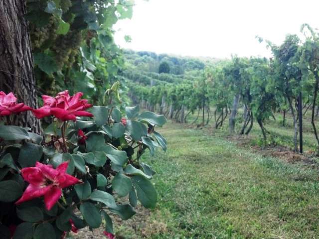 Vinoklet Winery