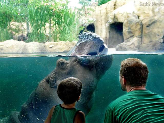 Cincinnati Zoo & Botanical Garden (photo: Kathy Newton)