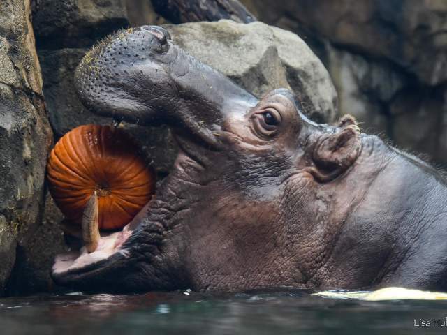 Cincinnati Zoo Photo: @lphubbard