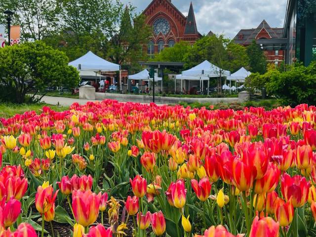 Washington Park - Tulips